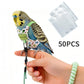 🦜✨ Harnais pour Oiseau avec Laisse – Sortez Ensemble en Toute Sécurité