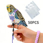 🦜✨ Harnais pour Oiseau avec Laisse – Sortez Ensemble en Toute Sécurité