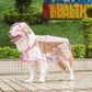 🐶☔ Imperméable transparent pour chien – Protection contre la pluie et le vent