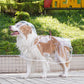 🐶☔ Imperméable transparent pour chien – Protection contre la pluie et le vent