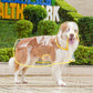 🐶☔ Imperméable transparent pour chien – Protection contre la pluie et le vent