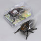 Jouet à remonter insecte rampant réaliste – gadget farce et décoration 🐜